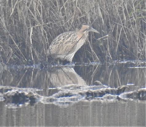 Vroege Vogels Foto Vogels Roerdomp In Het Riet