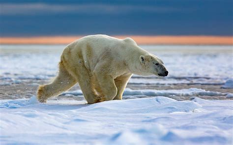 Polar Bear Running 2 • Marko Dimitrijevic Photography