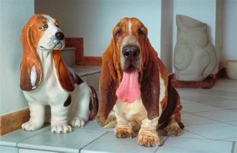 Basset Hound Guia Completo Sobre A Ra A Panorama Petvet