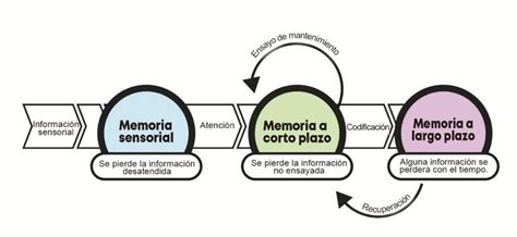 Qué es la memoria y cómo podemos activarla para aprender La