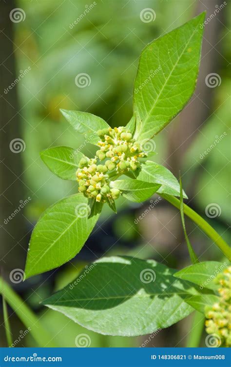 Planta Del Heterophylla Del Euforbio En Jard N De La Naturaleza Imagen