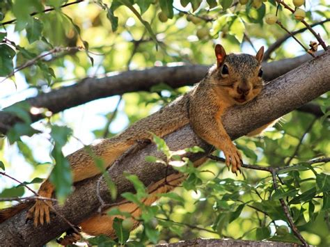 Cute Squirrel Sploots In Alameda Tree: Photo Of The Day | Alameda, CA Patch