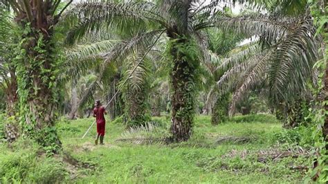 Oil Palm Farmers Are Harvesting Oil Palm Fruit Stock Footage Video Of