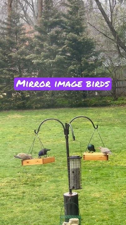 Mirror Image Bird Feeder Nature Scenic Outdoors Birds Youtube