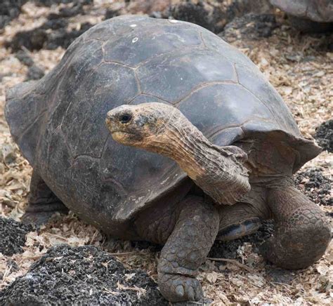 Une tortue géante des Galapagos éteinte a été découverte sur l île