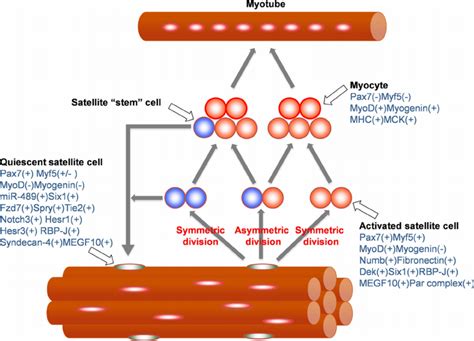 Molecular markers for quiescent satellite cells, activated satellite ...