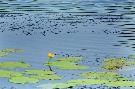 Premium Photo | White flowers of nuphar lutea in the pond