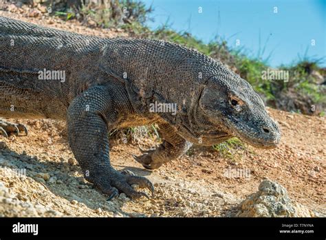 Dragón de Komodo con la lengüeta bifurcada olfatear el aire Cierre