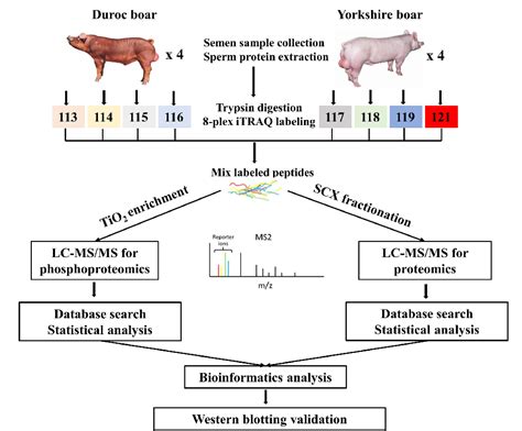 Figure 1 From Comparative Proteomics And Phosphoproteomics Analysis