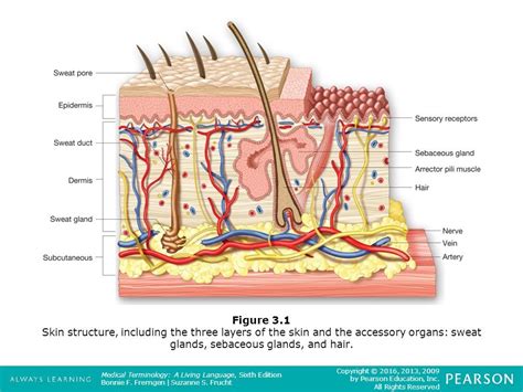 Med Term Chapter 3 Part 1 Quiz Diagram Quizlet