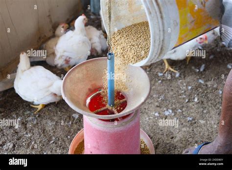 A Close Up View Of Chicken Feed Pouring Into A Red Feeder On A Poultry