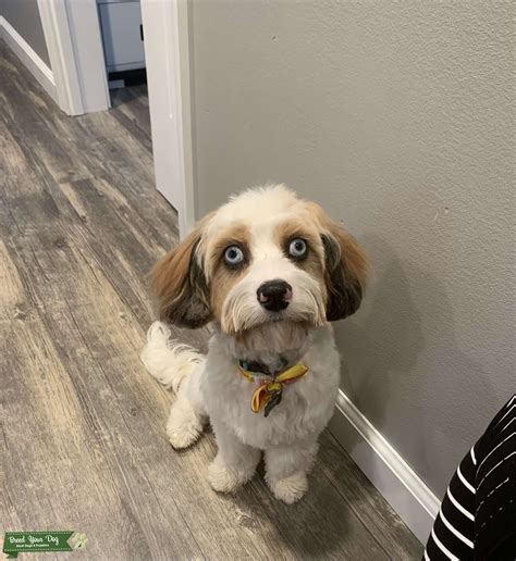 cavapoo for adoption listings are increasing in your local area 1