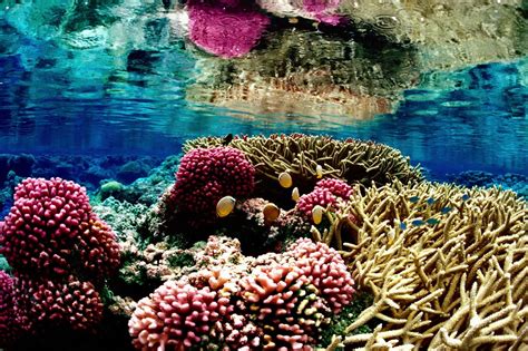 great barrier reef  largest coral reef tourism   world
