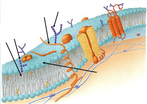 Glycocalyx Diagram | Quizlet