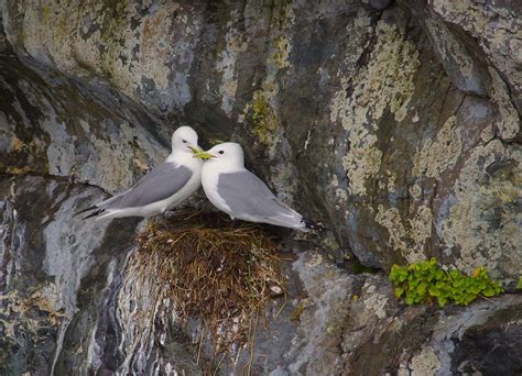 Explore the Impact of Arctic Ice Melt with ‘Seabird Watch’ Scientists