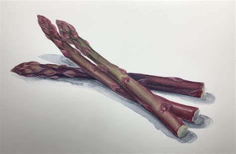 Purple Asparagus Me 2021 Rwatercolor