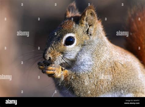 Red fox squirrel hi-res stock photography and images - Alamy