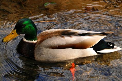 Free Photo Mallard Duck Wildlife Free Image On Pixabay 1256009