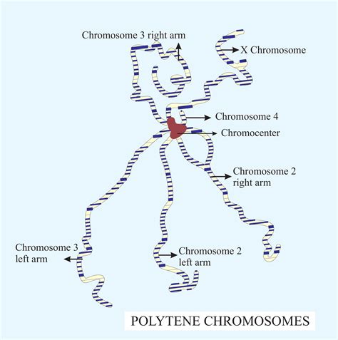 Draw The Structure Of The Polytene Chromosome And Label Its Parts