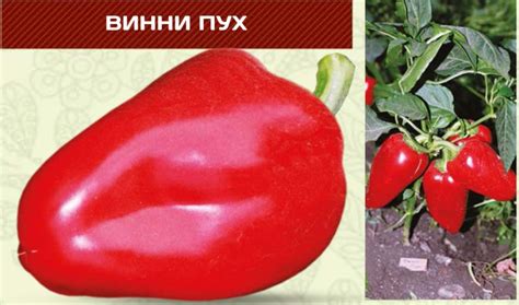 Сладкий перец ВИННИ ПУХ