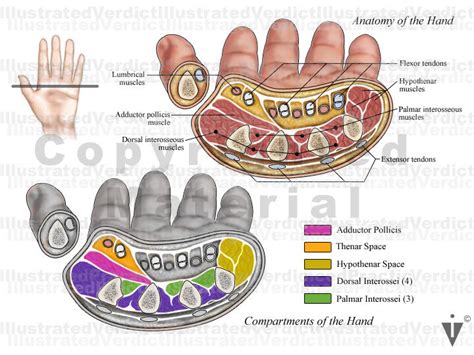 Wrist Anatomy Cross Section