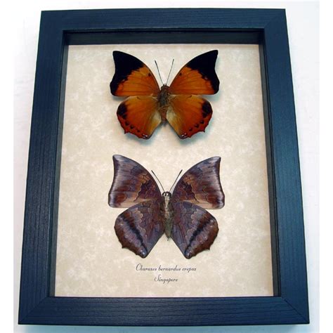 Charaxes Bernardus Crepax Set Butterflies Tawny Rajah Butterfly