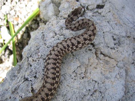 Brown Snake Storeria Dekayi Reptiles And Amphibians Of Iowa