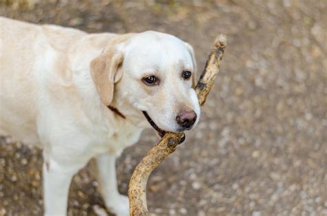 Um cachorro está segurando um osso na boca Foto Premium