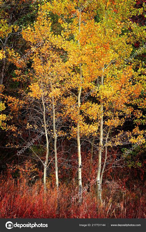 Autumn Aspen Trees Fall Colors Golden Leaves White Trunk Bark — Stock ...