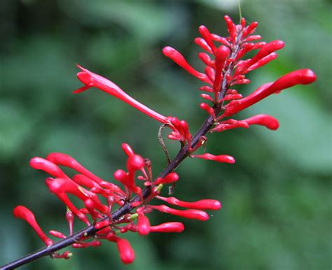 Acanthaceae Acanthaceae