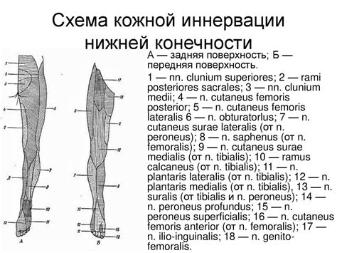 Седалищный нерв - презентация онлайн