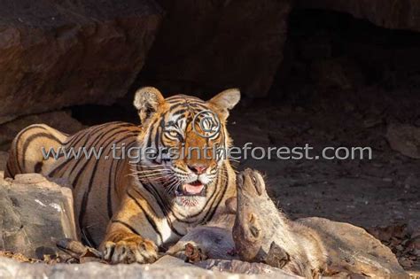 Tiger Conservation - Save the Endangered Tiger