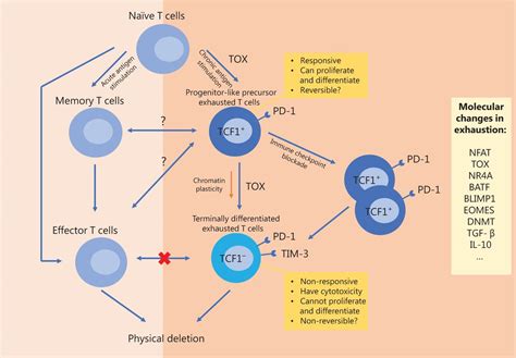 Exhausted T Cells And Epigenetic Status Cancer Biology And Medicine