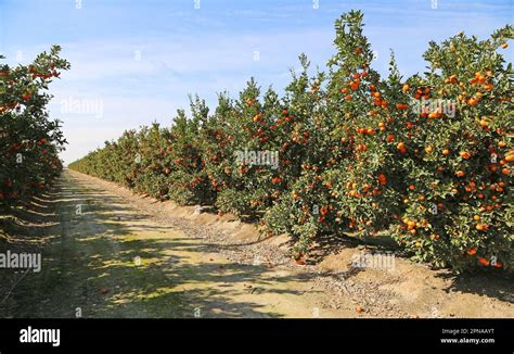 Tangerine orchard - California Stock Photo - Alamy