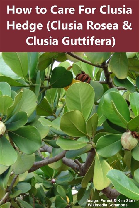 Clusia Plant How To Care For Clusia Hedge Clusia Rosea And Clusia