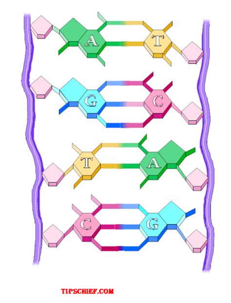 label diagram of DNA