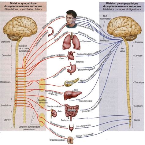 Organisation Du Syst Me Nerveux L Gende Voie Sensitive Aff Rente Du