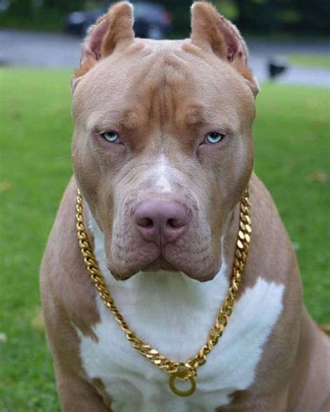 Pitbull Dog Full Hd Wallpaper