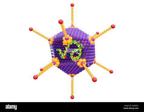 Estructura de adenovirus ilustración Fotografía de stock Alamy