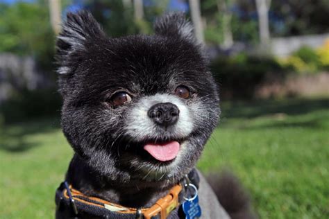 Smiling black pomeranian stock image. Image of pink, small - 41464531