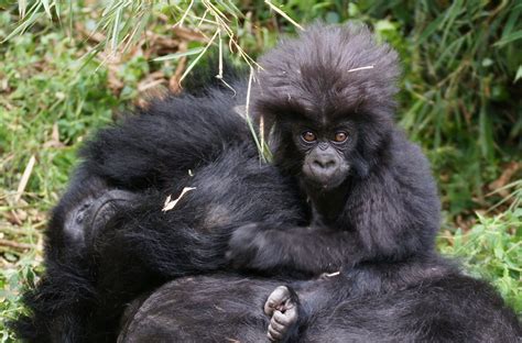 Rwanda Uganda Golden Monkey Gorilla Trekking