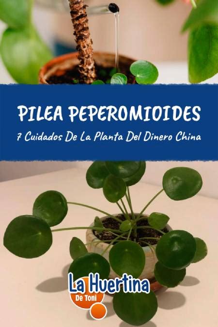 Cuidados De Pilea Peperomioides O Planta Del Dinero China