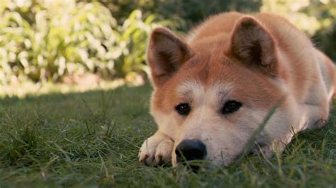 Hachiko HD desktop wallpaper : Widescreen : High Definition : Fullscreen