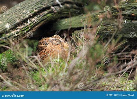 Common Quail, Coturnix Coturnix, Bird In The Nature Habitat. Quail ...