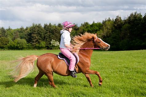 23 Popular Pony Breeds: Everything You Need to Know - A-Z Animals