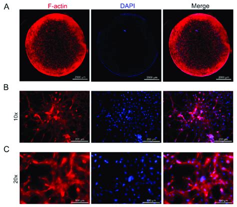 Phalloidin Labeled F Actin Red Dapi Nuclear Staining Blue And