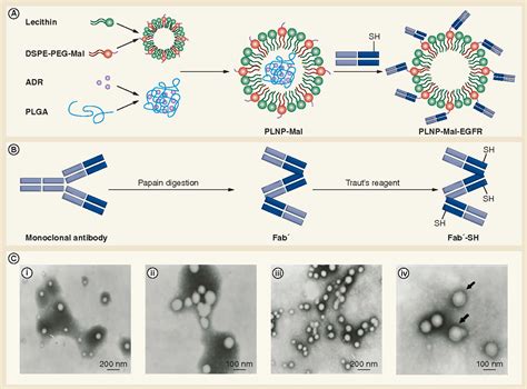 Figure From Polymer Lipid Hybrid Nanoparticles Conjugated With Anti