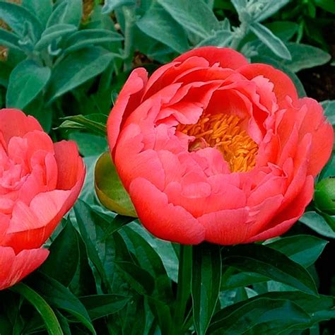 Купить Пион Корал Сансет недорого по цене 378руб.|Garden-zoo.ru