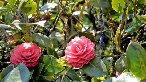 Les Compagnons des saisons 5 plantes qui résistent au froid