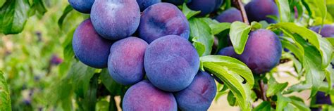 12 Types Of Plums To Grow In The Uk Uk